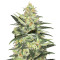 Amnesia Auto (Kera Seeds) Cannabis-Samen