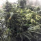 Auto Purple Gorilla (Short Stuff Seeds) Cannabis-Samen