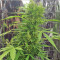 BCN Power Plant Autoflower (Seedstockers) Cannabis-Samen
