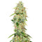 Bakers Delight (DNA Genetics) Cannabis-Samen