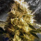 Chemdawg #4 (Big Head Seeds) Cannabis-Samen