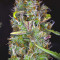 Cherry Bomb Auto (Bomb Seeds) Cannabis-Samen