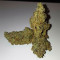 Gelato Auto (Original Sensible Seeds) Cannabis-Samen