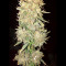 Hindu Kush (Sensi Seeds) Cannabis-Samen
