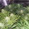 Kong 47 (Dr. Underground) Cannabis-Samen
