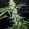 Mexican Sativa (Sensi Seeds) Cannabis-Samen