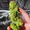 Midnight Kush (G13 Labs) Cannabis-Samen