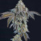 Panama D.C. Regular (CannaBioGen) Cannabis-Samen