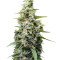 Panama Haze (Ace Seeds) Cannabis-Samen