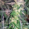 Sherbet (Seedstockers) Cannabis-Samen