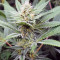 JillyBean regular (TGA Subcool Seeds / SubCool’s The Dank) Cannabis-Samen