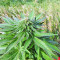 Super Skunk (Seedstockers) Cannabis-Samen