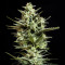 Sweet Bilbo (Genehtik Seeds) Cannabis-Samen
