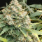 Mix Pack Autoflower (Seedstockers) Cannabis-Samen