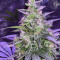 Amnesia Autoflower (Seedstockers) Cannabis-Samen