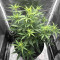 Auto #1 (Auto Seeds) Cannabis-Samen
