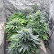 Blackwater feminisierte Samen (Original Sensible Seeds)