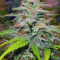 Candy Kush Auto (Auto Seeds) Cannabis-Samen