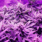 Candy Kush Fast Version feminisierte Samen (EGS)