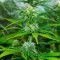 Fast & Vast Auto (Heavyweight Seeds) Cannabis-Samen