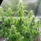 Girl Scout Cookies Auto (BlimBurn Seeds) Cannabis-Samen