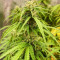 Green Crack Auto (Fast Buds) Cannabis-Samen