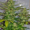 Jack Herer (GHS) Cannabis-Samen