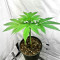 Lord Kush Early Version feminisierte Samen (Delicious Seeds)