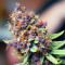 Purple Punch OG Samen feminisiert (Sweet Seeds)