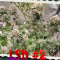LSD Cannabis-Samen Kaufen