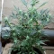 Gorilla Cookies Auto (Fast Buds) Cannabis-Samen zu verkaufen