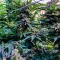 Eleven Roses (Delicious Seeds) Cannabis-Samen zu verkaufen