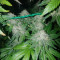 Sunset Sherbet (Pyramid Seeds) Cannabis-Samen zu verkaufen