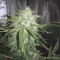 Auto Purple Gorilla (Short Stuff Seeds) Cannabis-Samen zu verkaufen