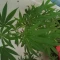 Kaufe Glue Sherbert Samen feminisiert von AlphaFem Seeds
