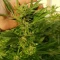 Cookies Kush (Barney's Farm) Cannabis-Samen