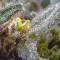 Blueberry OG Cannabis-Samen Kaufen