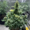 Kalashnikova Auto (GHS) Cannabis-Samen zu verkaufen