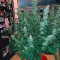 Amnesia Haze Auto Cannabis-Samen Kaufen