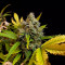 Sweet Skunk F1 Fast Version (Sweet Seeds) Cannabis-Samen zu verkaufen
