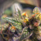 Girl Scout Cookies Auto (Original Sensible Seeds) Cannabis-Samen zu verkaufen