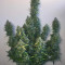 Auto Colorado Cookies Cannabis-Samen Kaufen