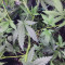 Hawaii Maui Waui (Nirvana Seeds) Cannabis-Samen zu verkaufen