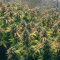 Auto Gorilla Blue Cannabis-Samen Kaufen