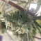 Strawberry Cough (Dutch Passion) Cannabis-Samen zu verkaufen