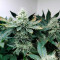Girl Scout Cookies (BlimBurn Seeds) Cannabis-Samen zu verkaufen