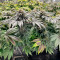 Cookies Gelato (RQS) Cannabis-Samen