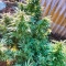 Mimosa Shot Cannabis-Samen Kaufen