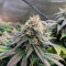 CBD Critical Cure (Barney's Farm) Cannabis-Samen zu verkaufen