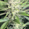 GG4 Sherbet Fast Flowering Cannabis-Samen Kaufen